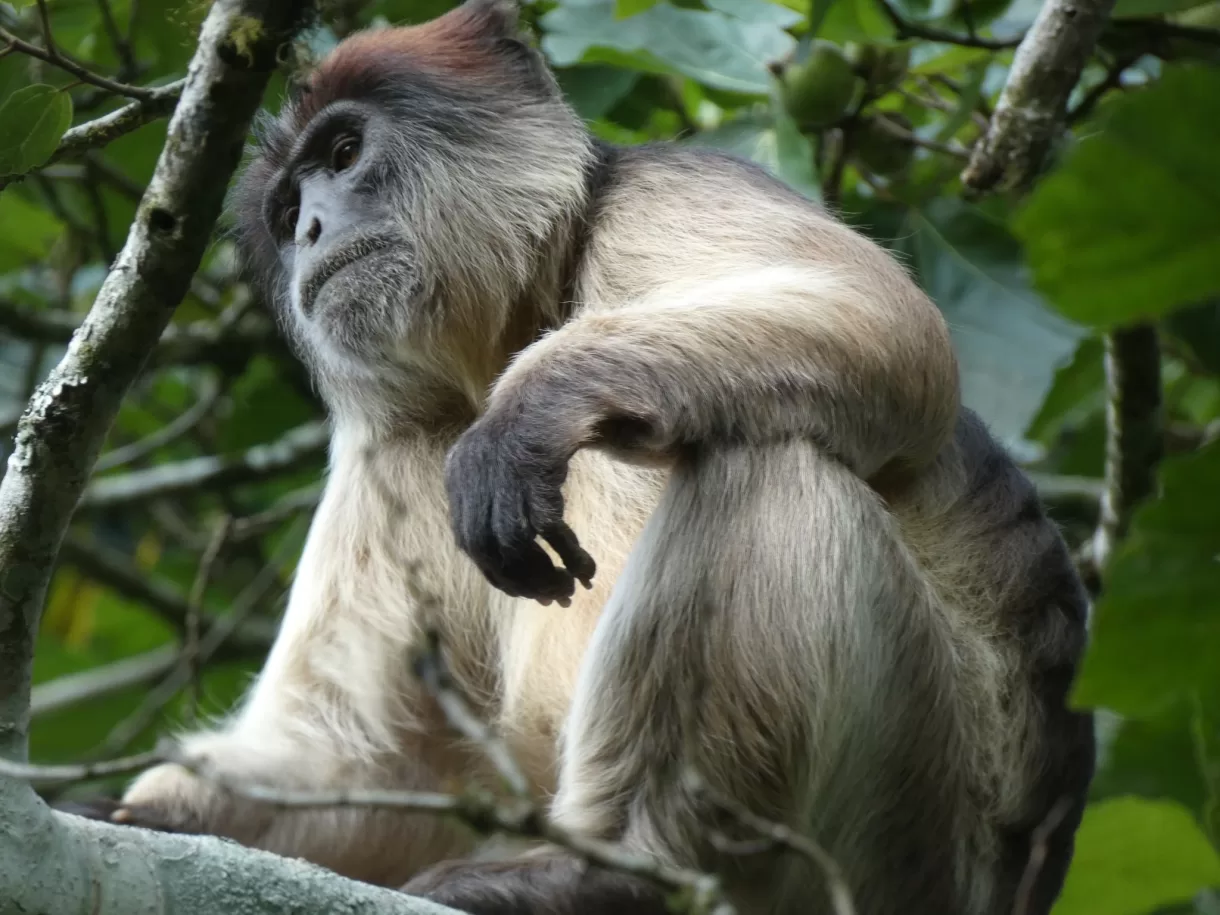 monkeys-Nyungwe-forests