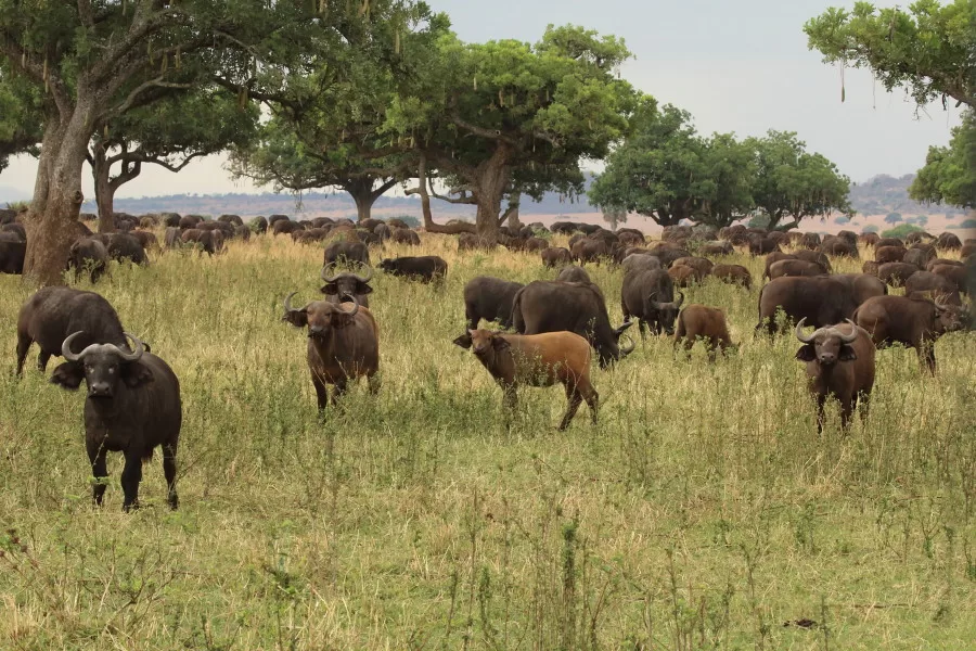 Wild Beasts in the Narus Valley and Wildlife around the area