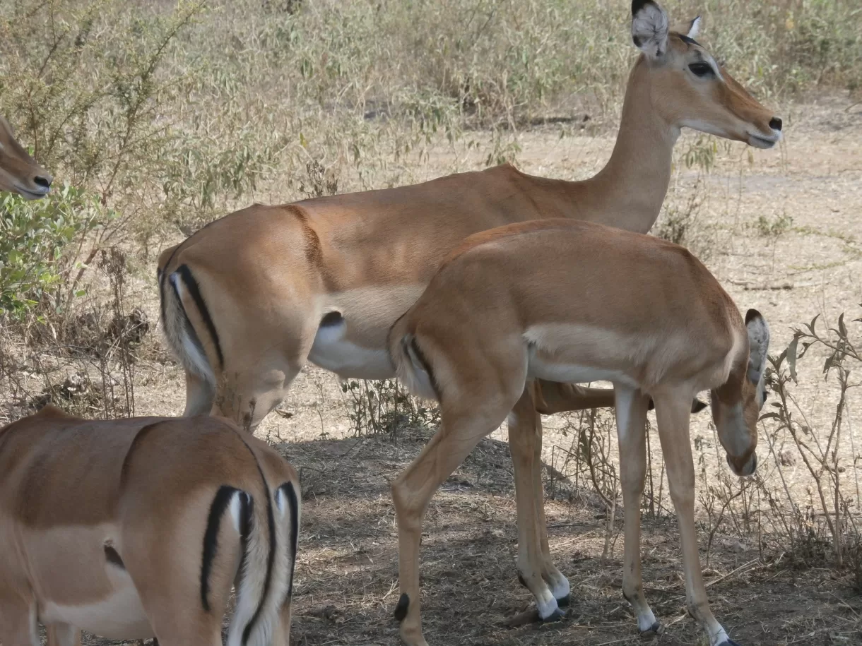 wildlife-Uganda