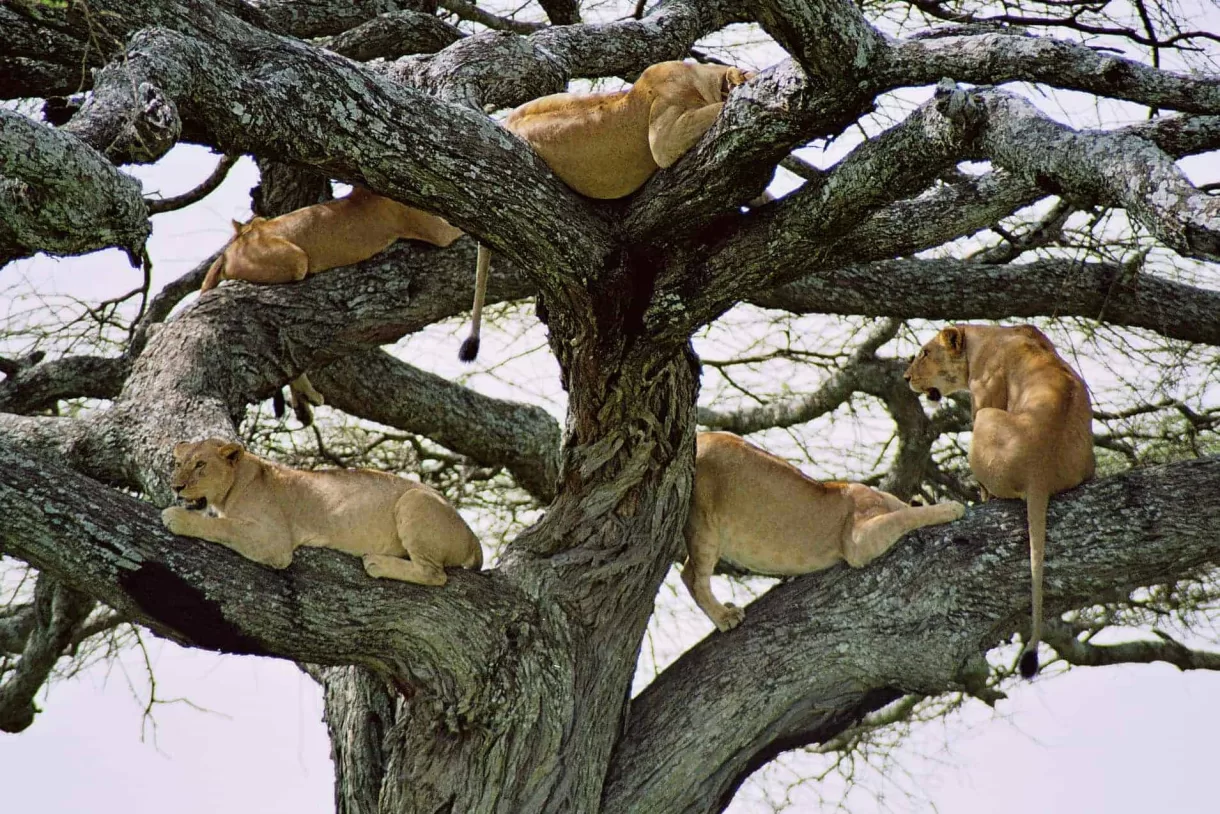 Tree-climbing-lions