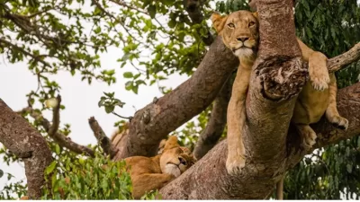 tree climbing-lions