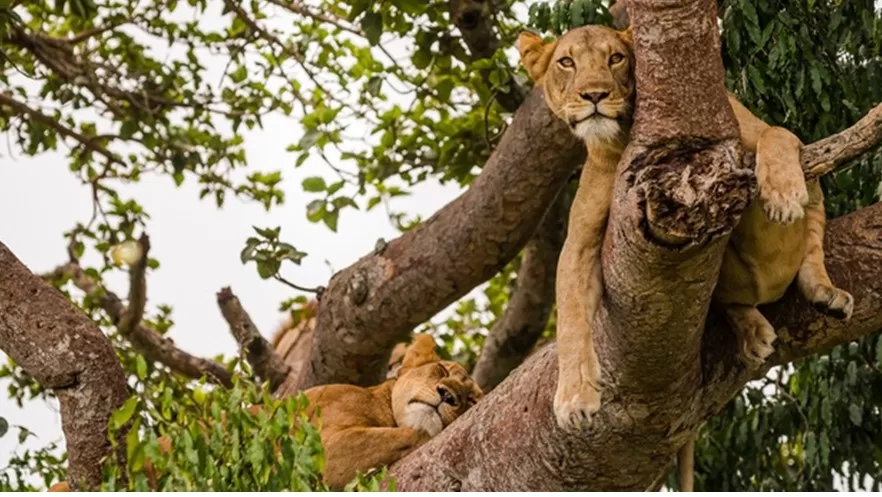 tree-climbing-lions