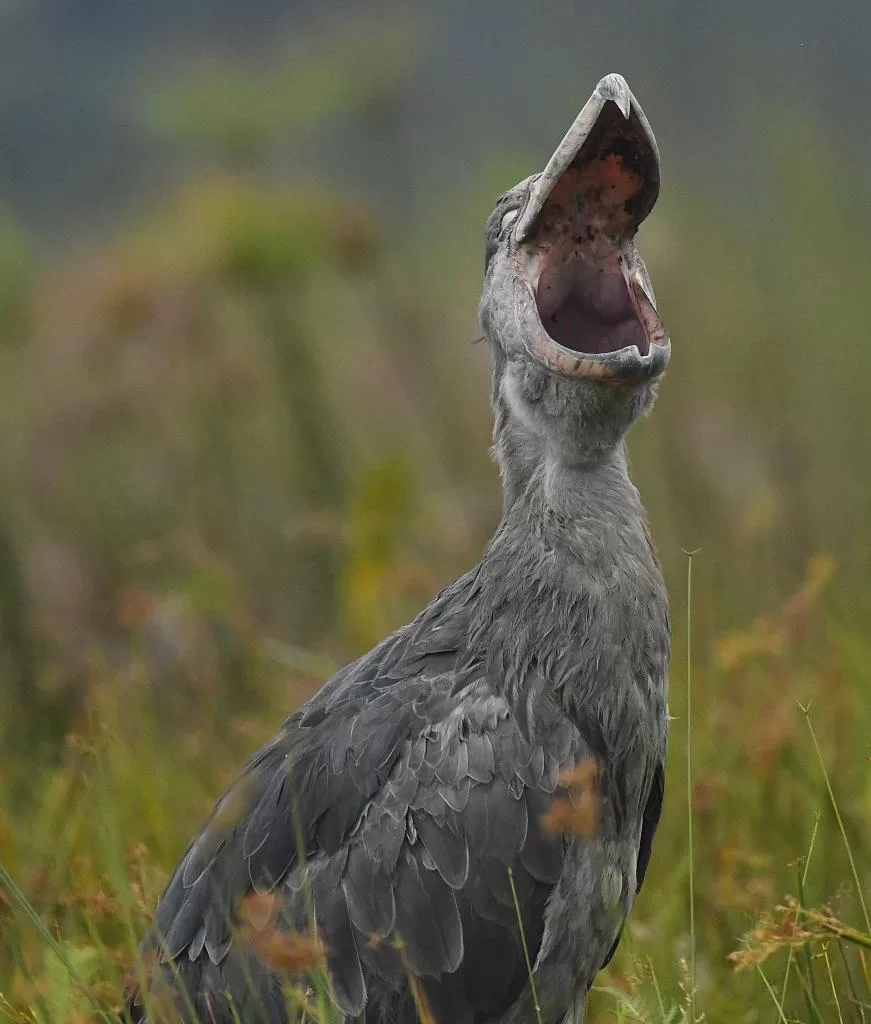 shoebill-birding-safaris