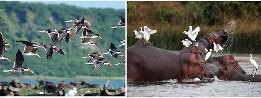 birding-kazinga-channel