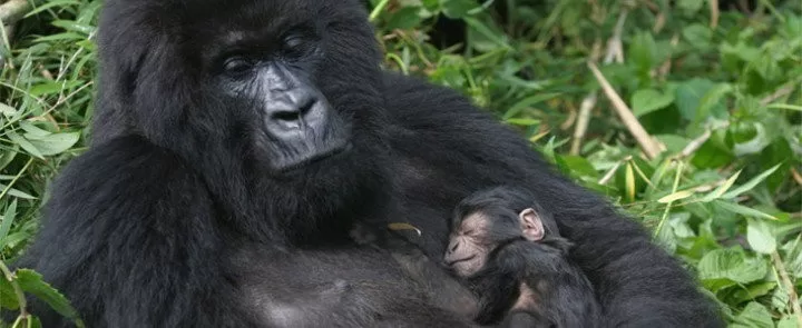 gorilla-permits-Rwanda