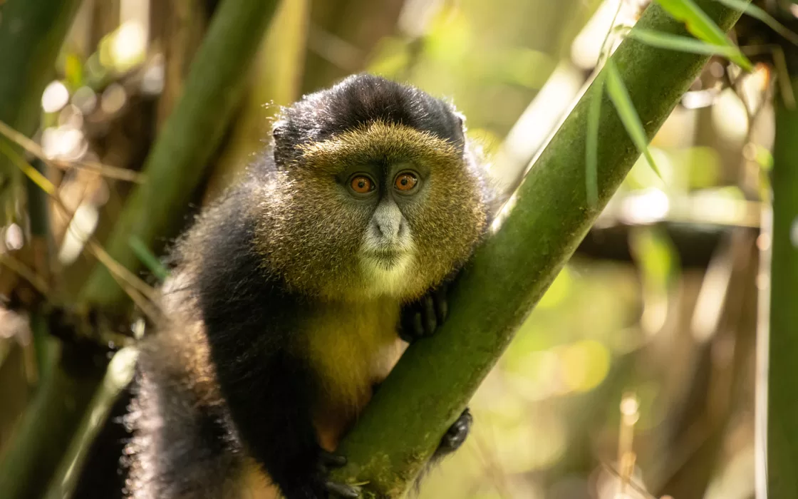 Golden Monkeys tracking in Mgahinga National Park Uganda