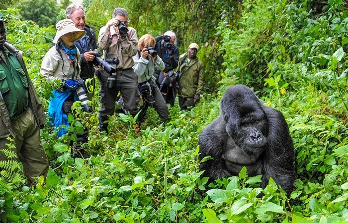 mountain-gorilla-trekking