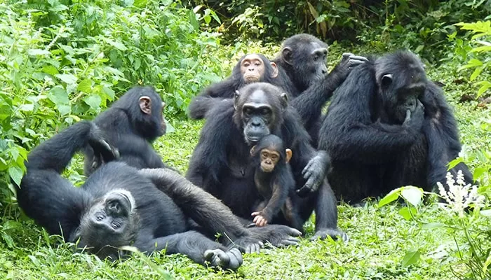 chimpanzee-kibale-forests