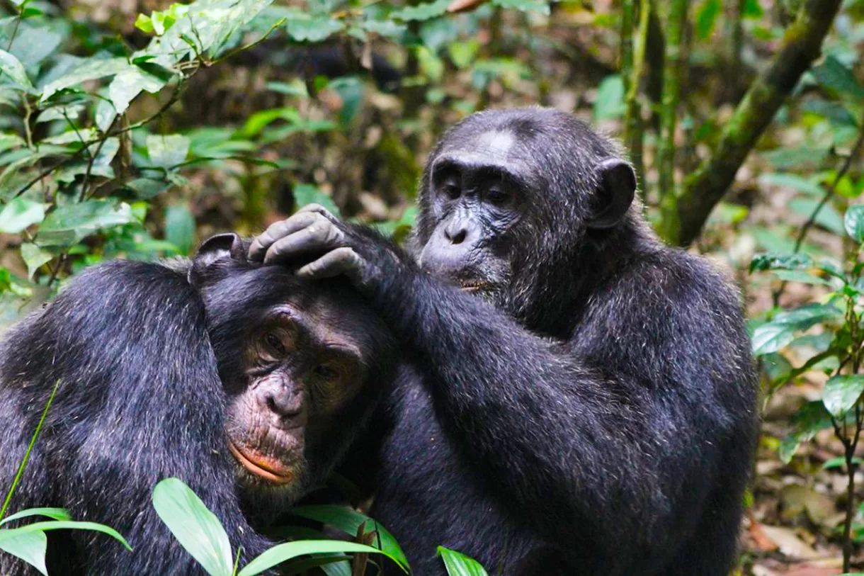 Wildlife-Chimps-&-Mountain-Hiking-Uganda Safaris