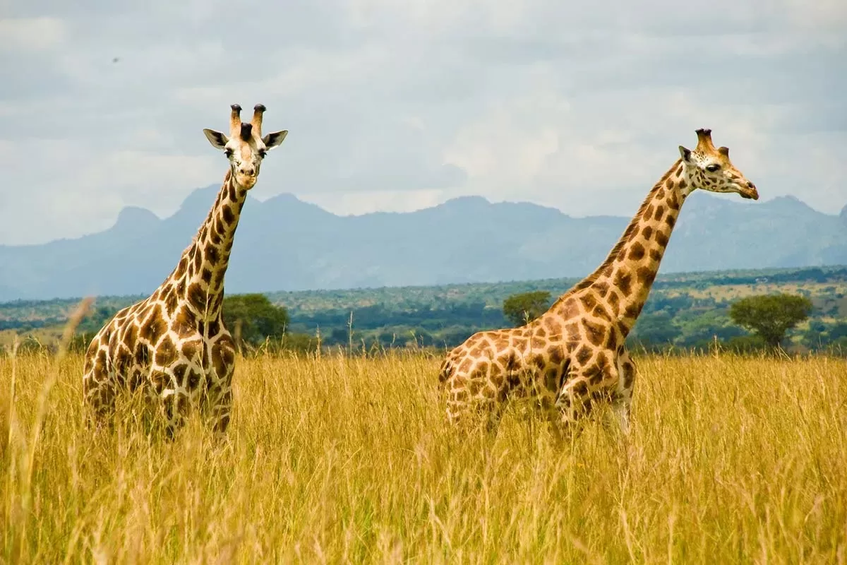 Kidepo National Park-giraffe