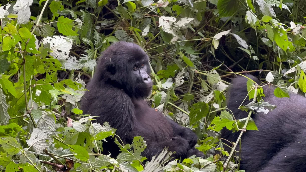 mountain-gorillas-safaris