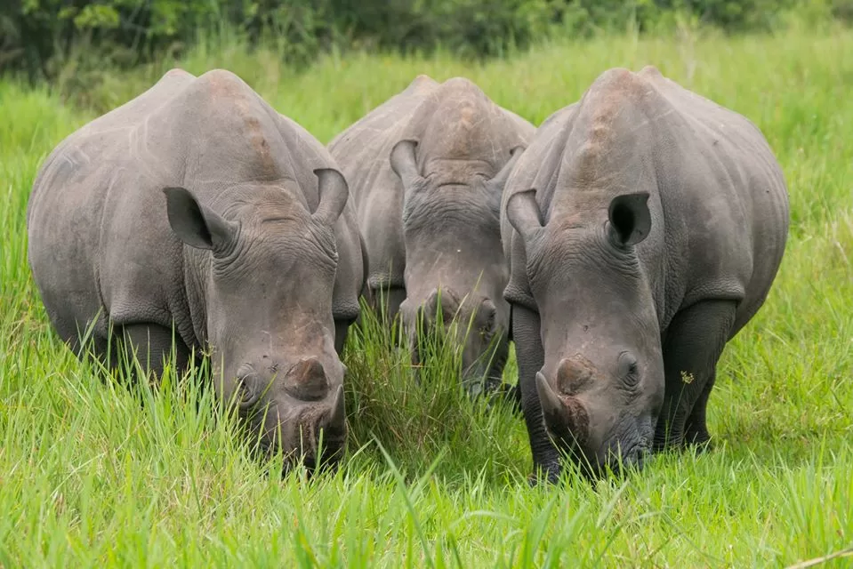 Rhinos at Ziwa Rhinos Sanctuary